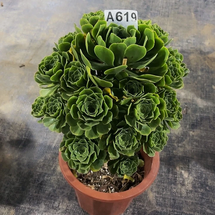 又***飘绿玫瑰619福利