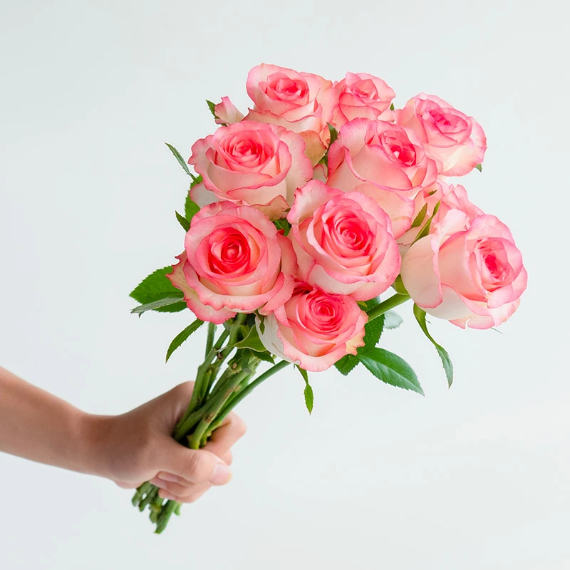 【10枝艾莎玫瑰】云南基地无土玫瑰直发一单普快两单升级京东空运