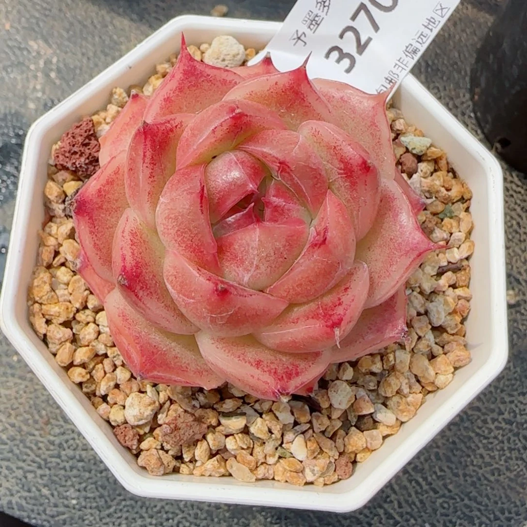 丹霞珍妮，3270多肉