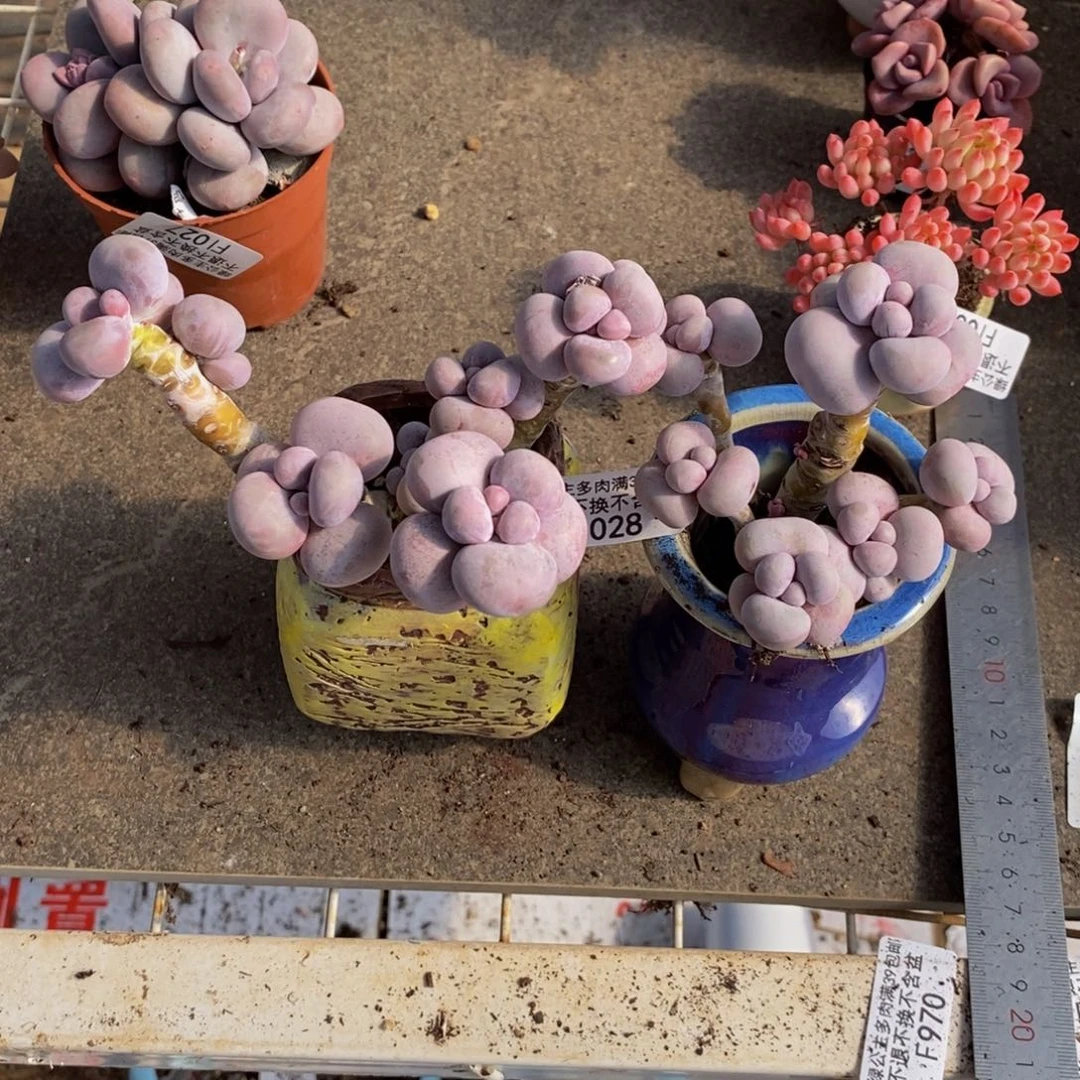 珊*芭比奶酪028/8c m