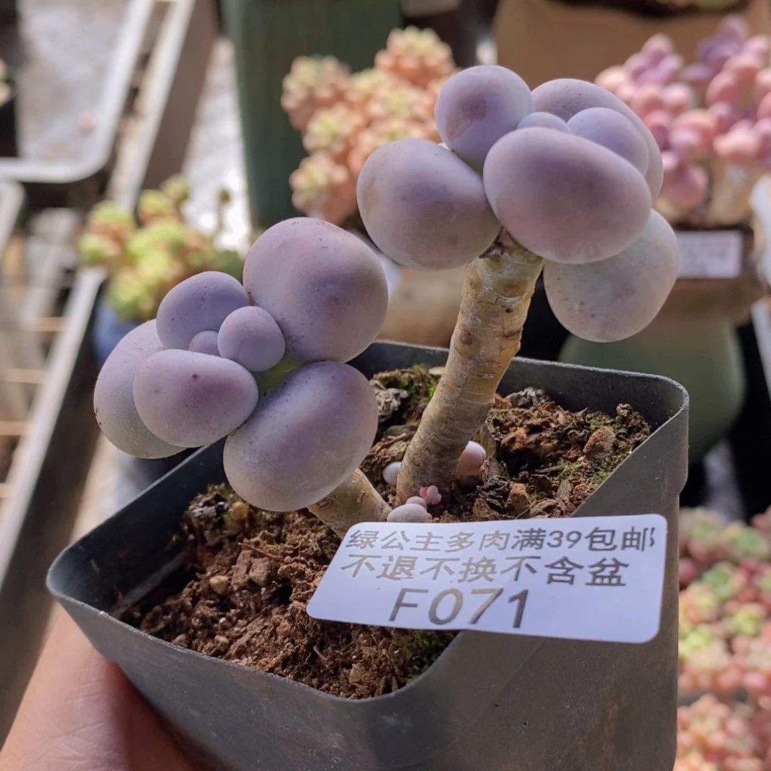 芭比奶洛6cm071多肉植物