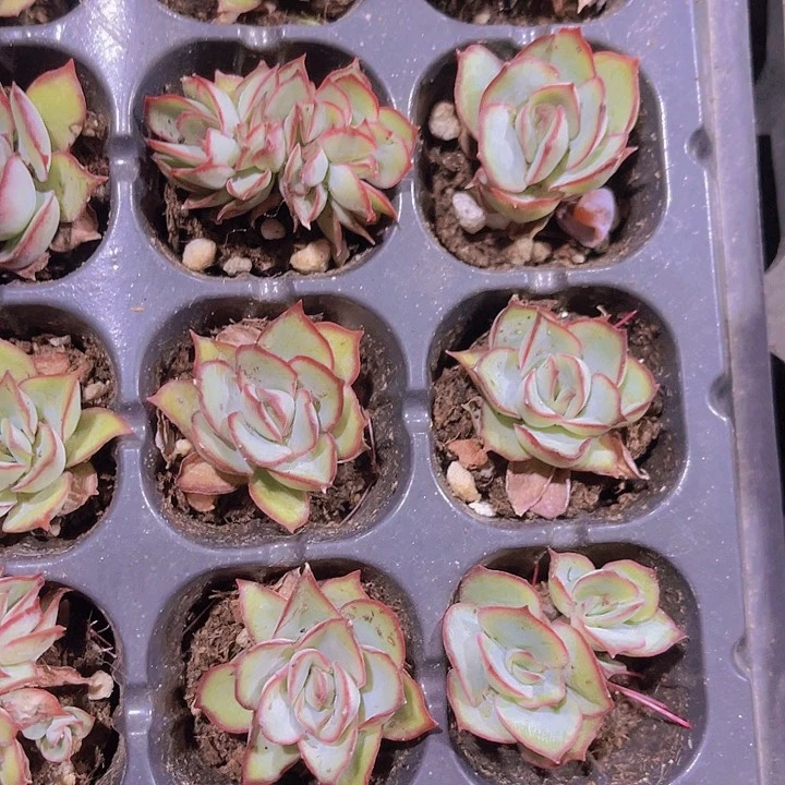 精品月光女神多肉植物