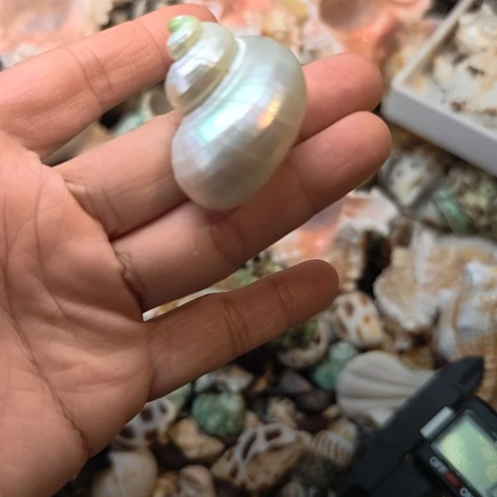 石材天然海螺贝壳寄居蟹替换壳