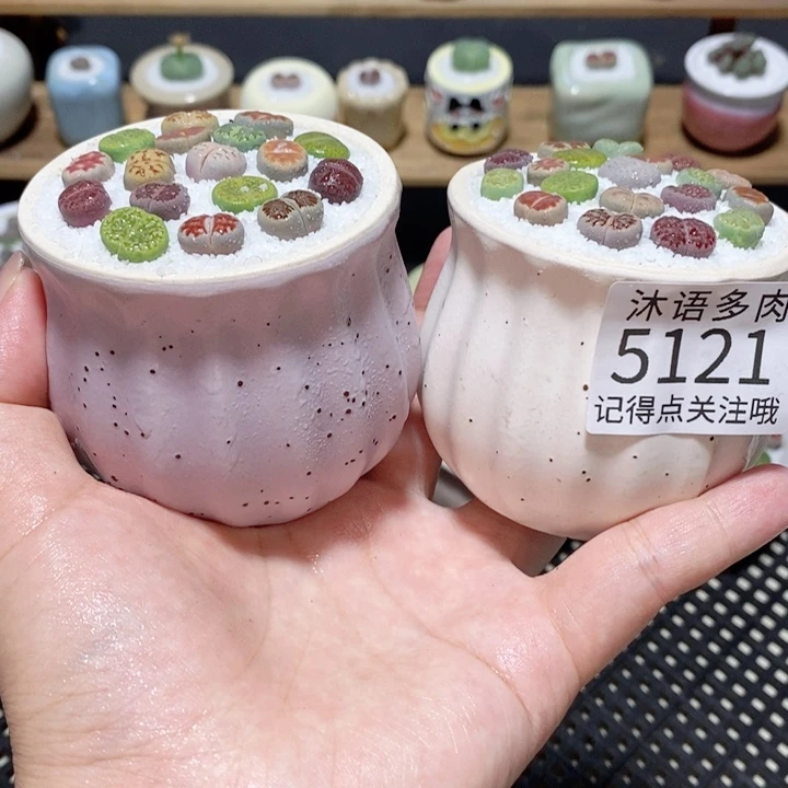 带盆土植物 一物一拍5121
