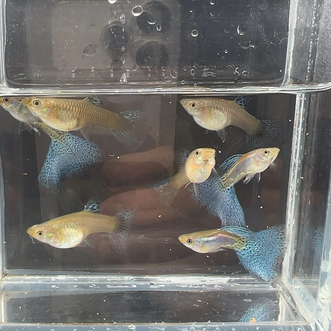 海水鱼蓝草4条母3条公