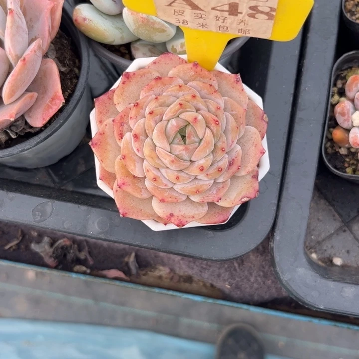 往**生多肉植物111111糖心11111