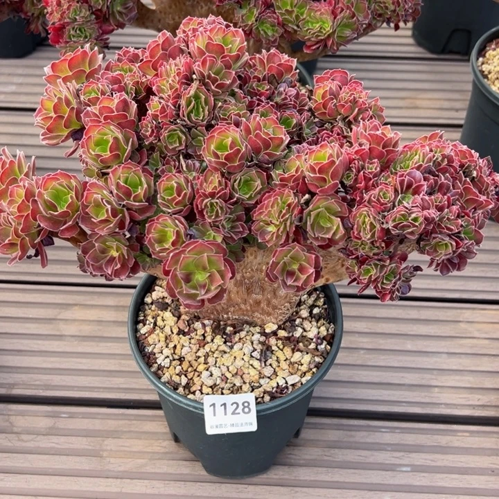 1128梅花魄迪朵朵缀化（纯露养货）