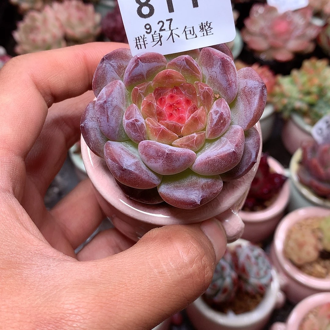 精控拇指盆9.27811