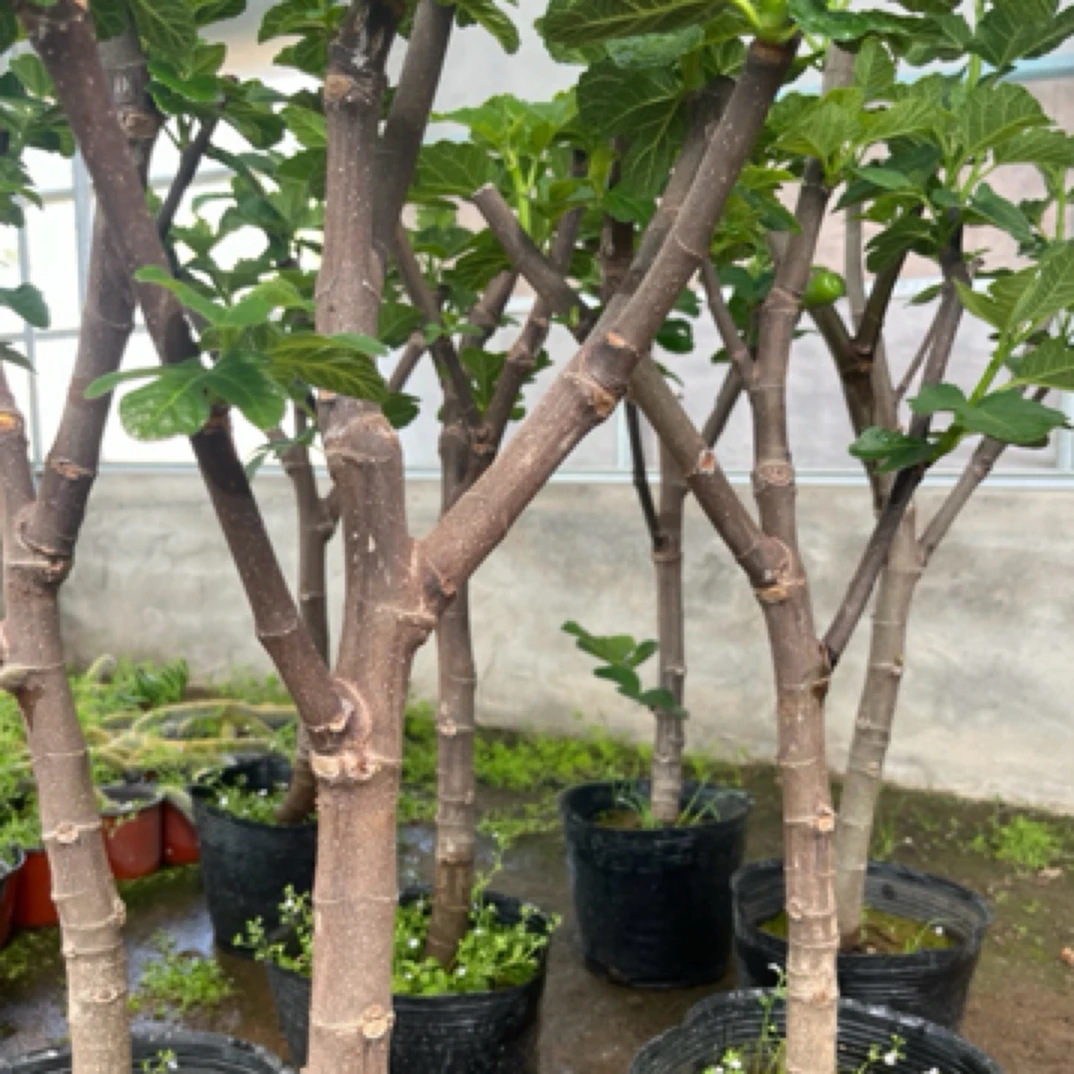 无花果树苗，蜜甜老桩青皮