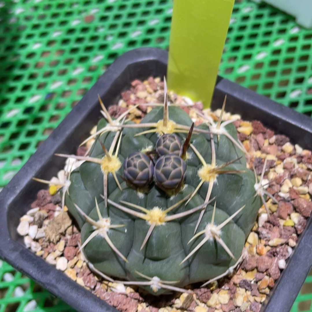 铅皮x二色铅皮485