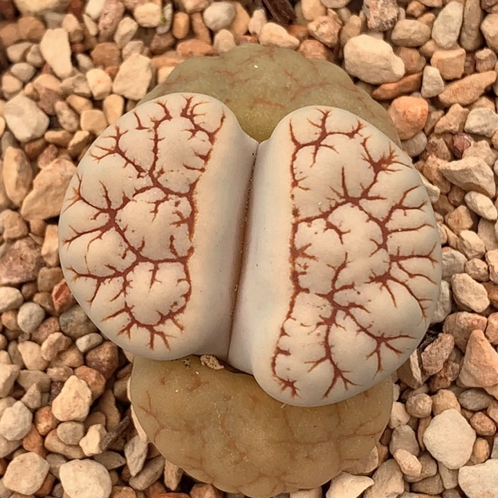 精品c189精品多肉