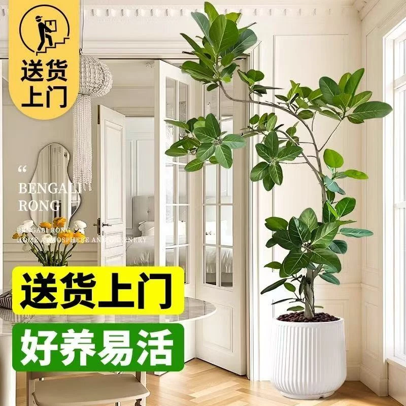 【植光秘境】网红孟加拉榕盆栽客厅绿植室内大型黄金榕高山榕落地款