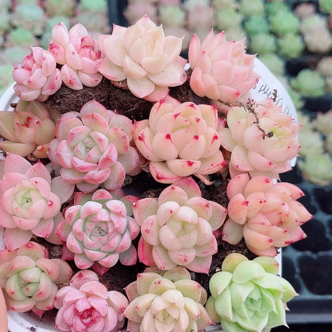 1-843 新疆西藏内蒙不发12.8包邮2-3公分多肉