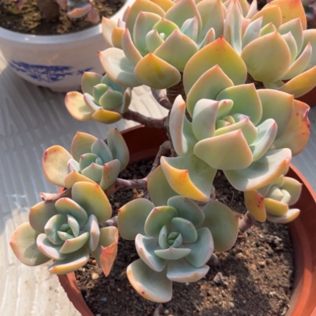 【闪购商品】彩*白凤