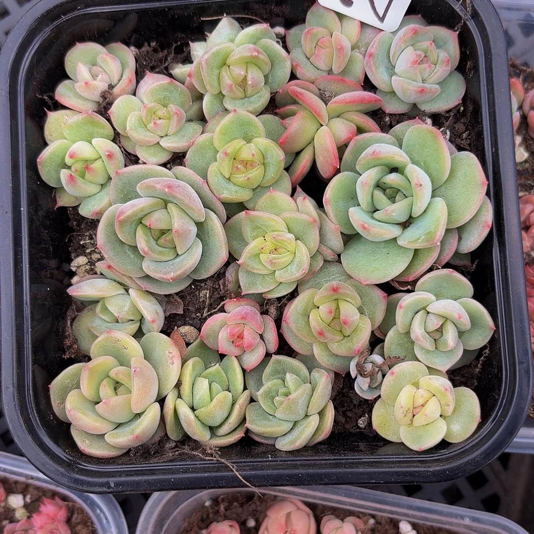 多肉植物多肉植物205