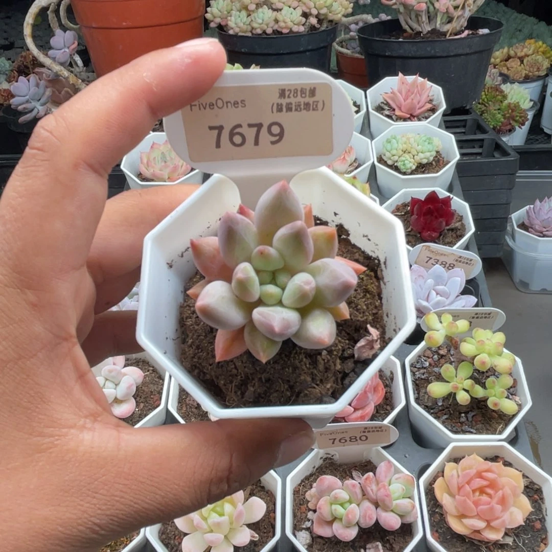 7679红蜻蜓4.0厘米