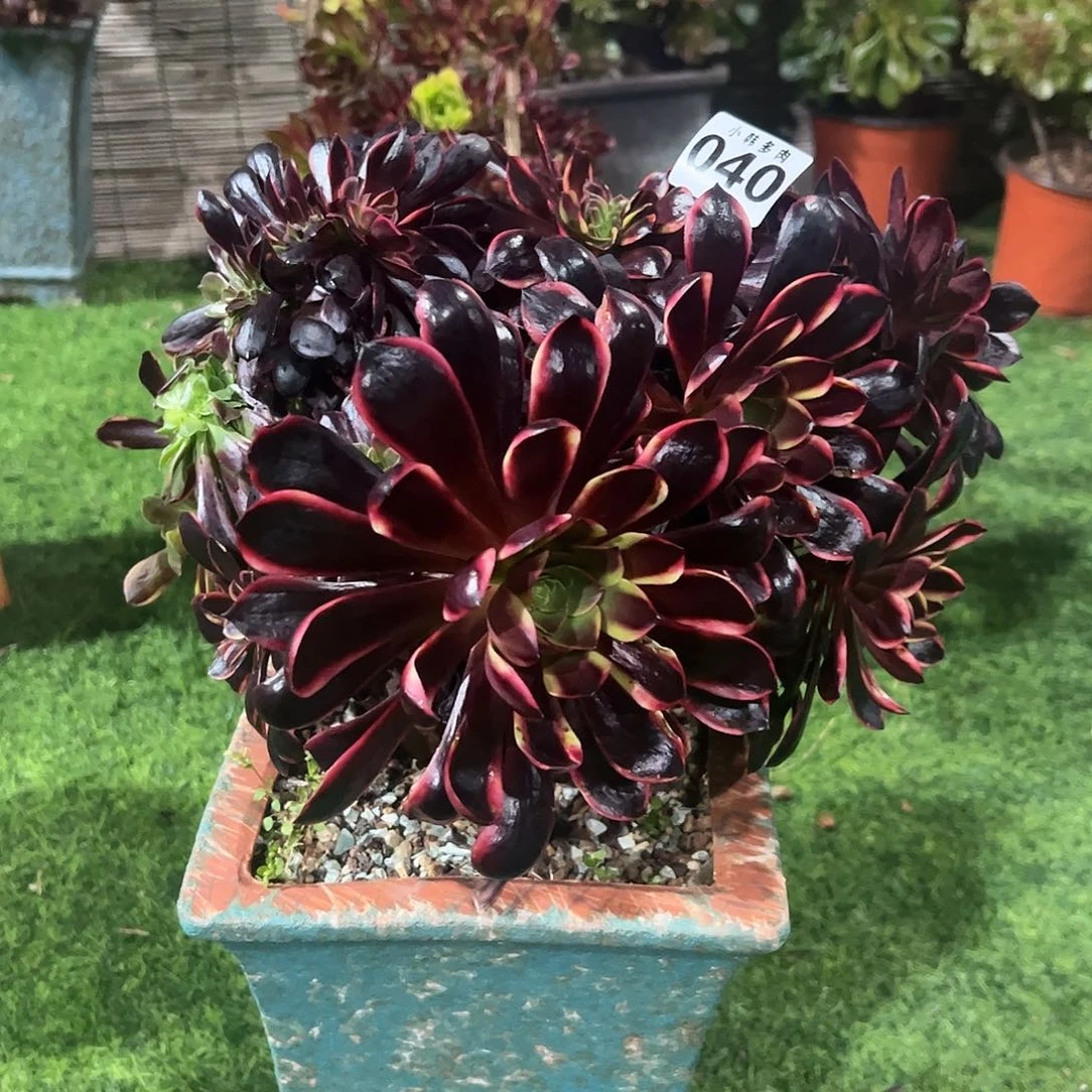 040欧嘉莉缀化法师