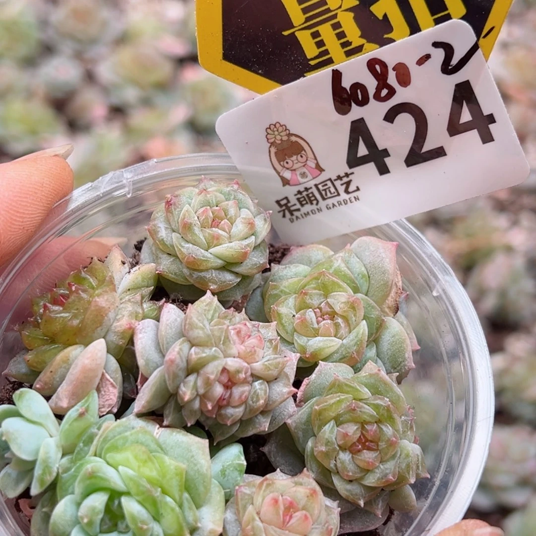 多肉植物多肉植物