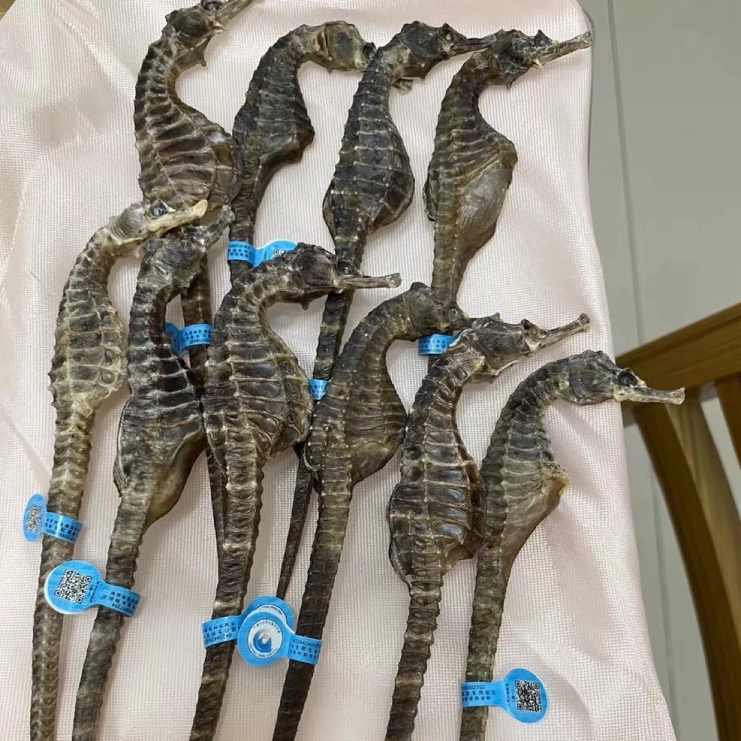 【源头直发】正品保真公母搭配足干海干货马馬适合煲汤泡酒做汤料