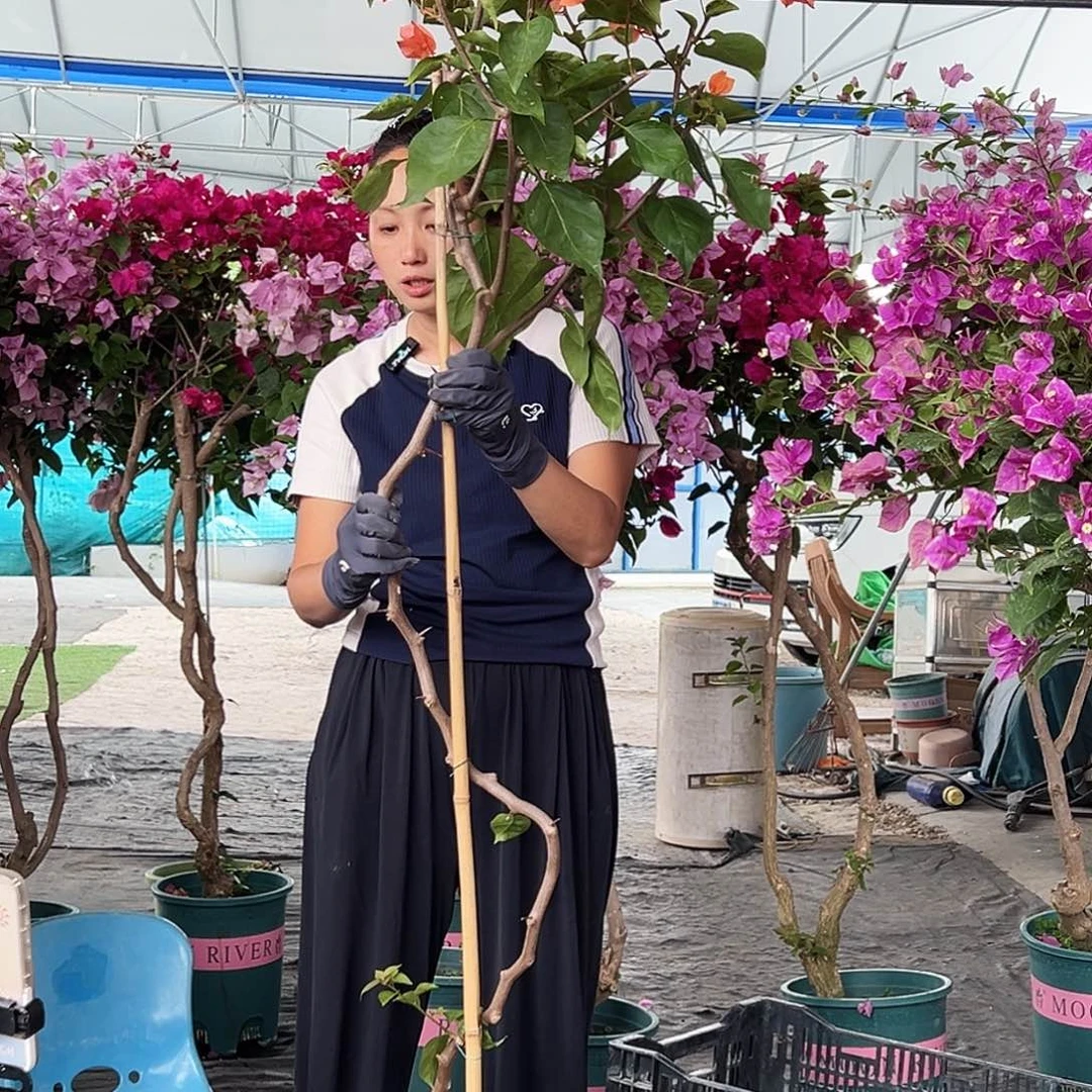 梦***’大部分花苞少量开放A82阿达娜
