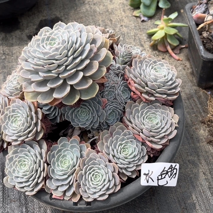 棠颂花卉一物一拍 天赐 水色
