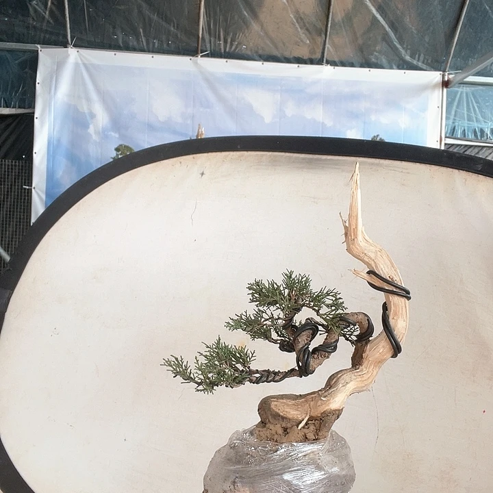 济州真柏盆景老桩