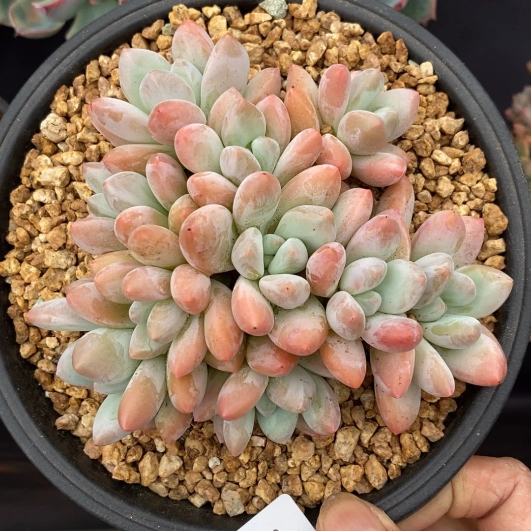 夏悦多肉927-64香水宝贝