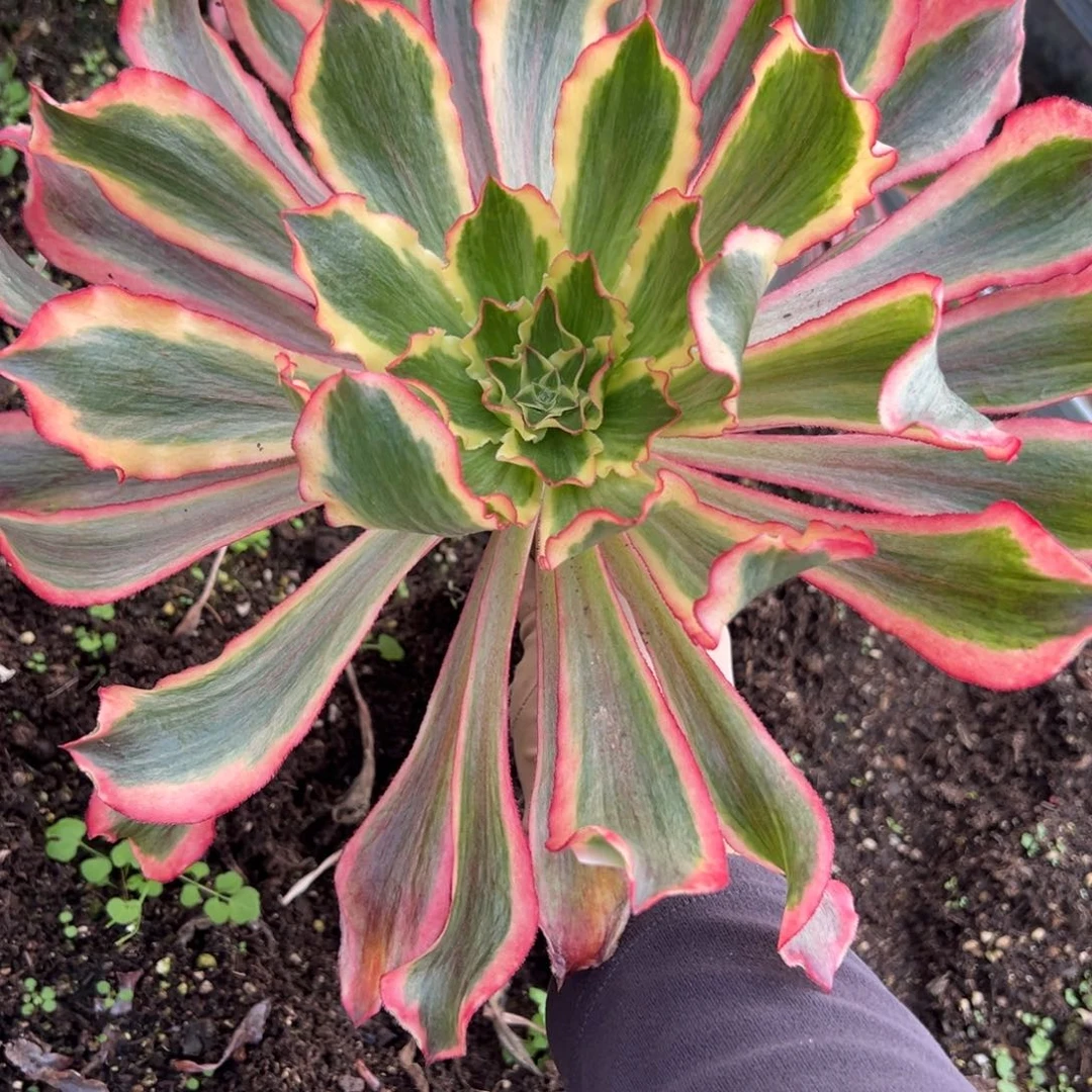 29魅影有瑕疵多肉系