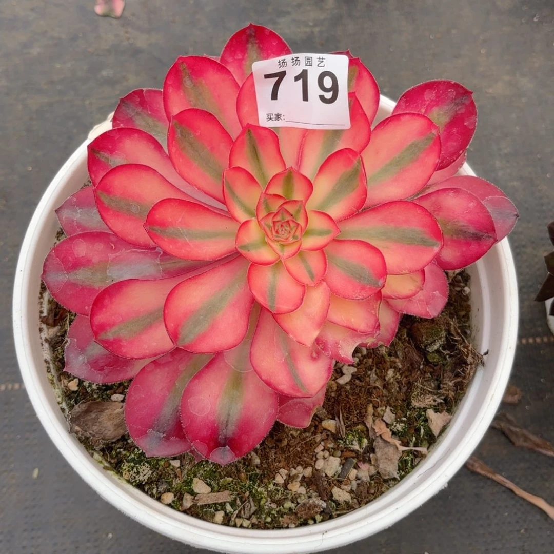 菲****112  719多肉法师