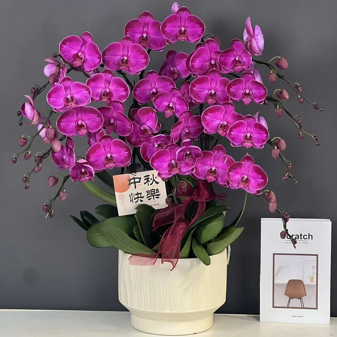 多彩优选（黑珍珠）黑紫色高货好养耐养蝴蝶兰鲜花室内送礼高端花卉