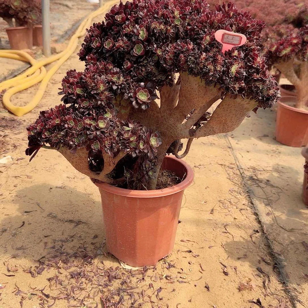 元*欧紫朵朵一颗有伤