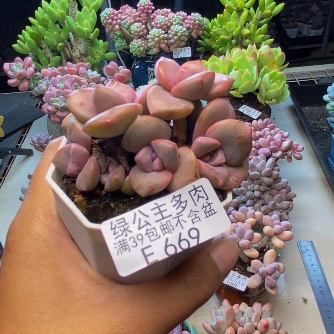 669彩虹糖多肉7cm