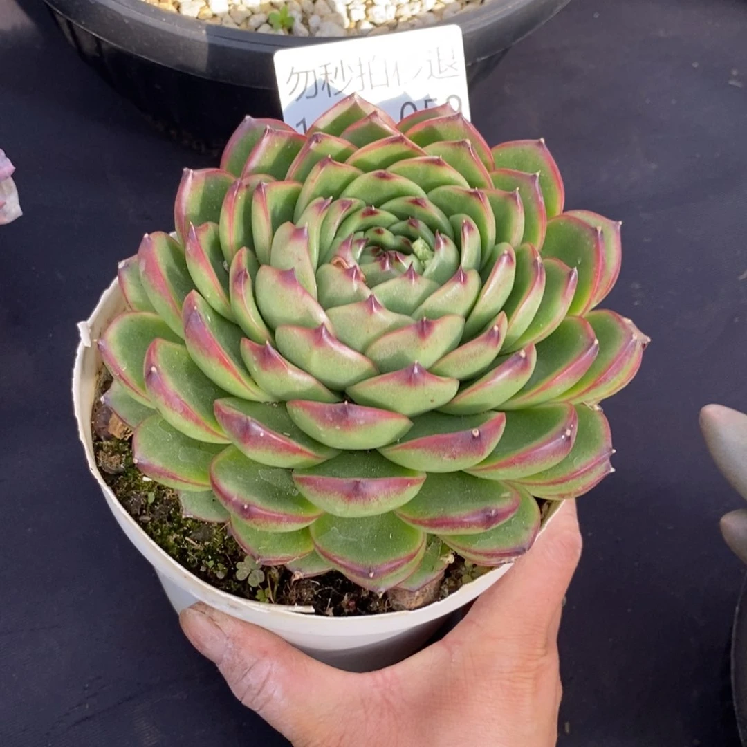 两单包邮1229-52月亮石