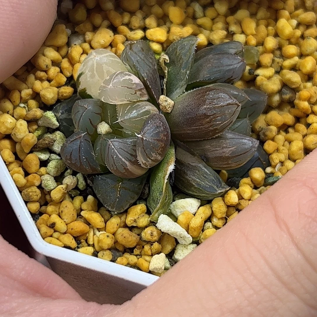 霓虹灯锦十二卷多肉植物