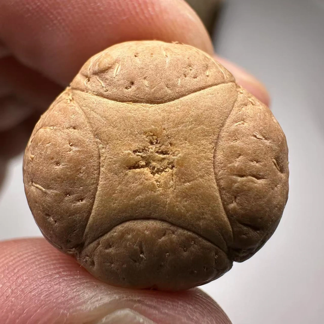 尼泊尔麒麟菩提，尺寸21，sss系列，货号S24