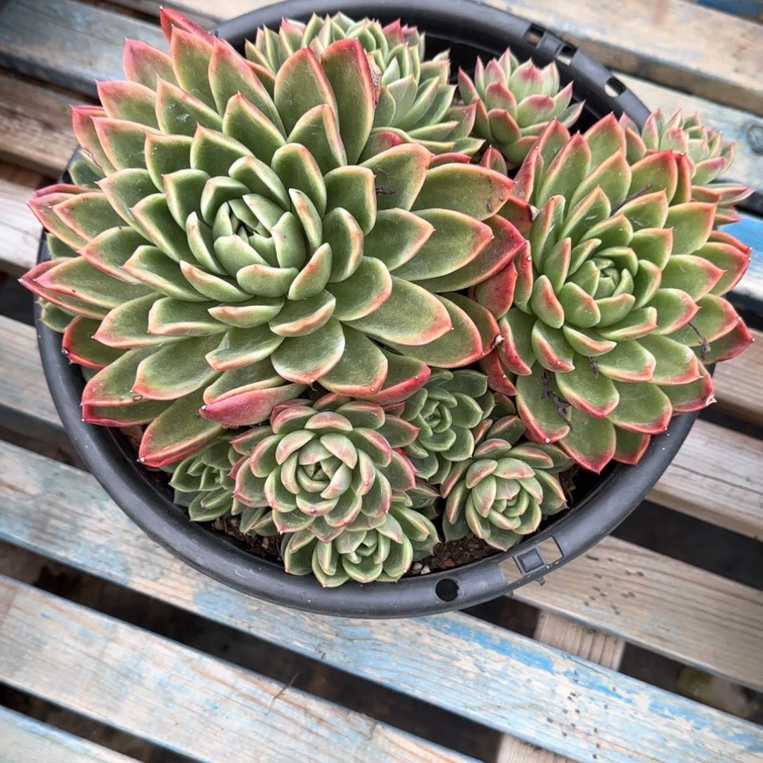 多肉植物多肉植物