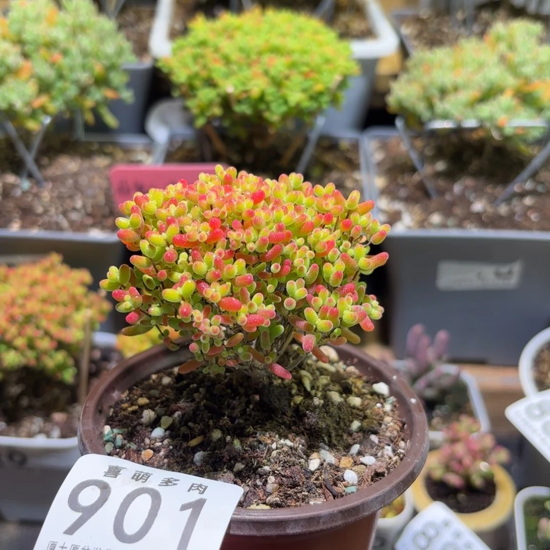 枝干番杏密橘糖球901