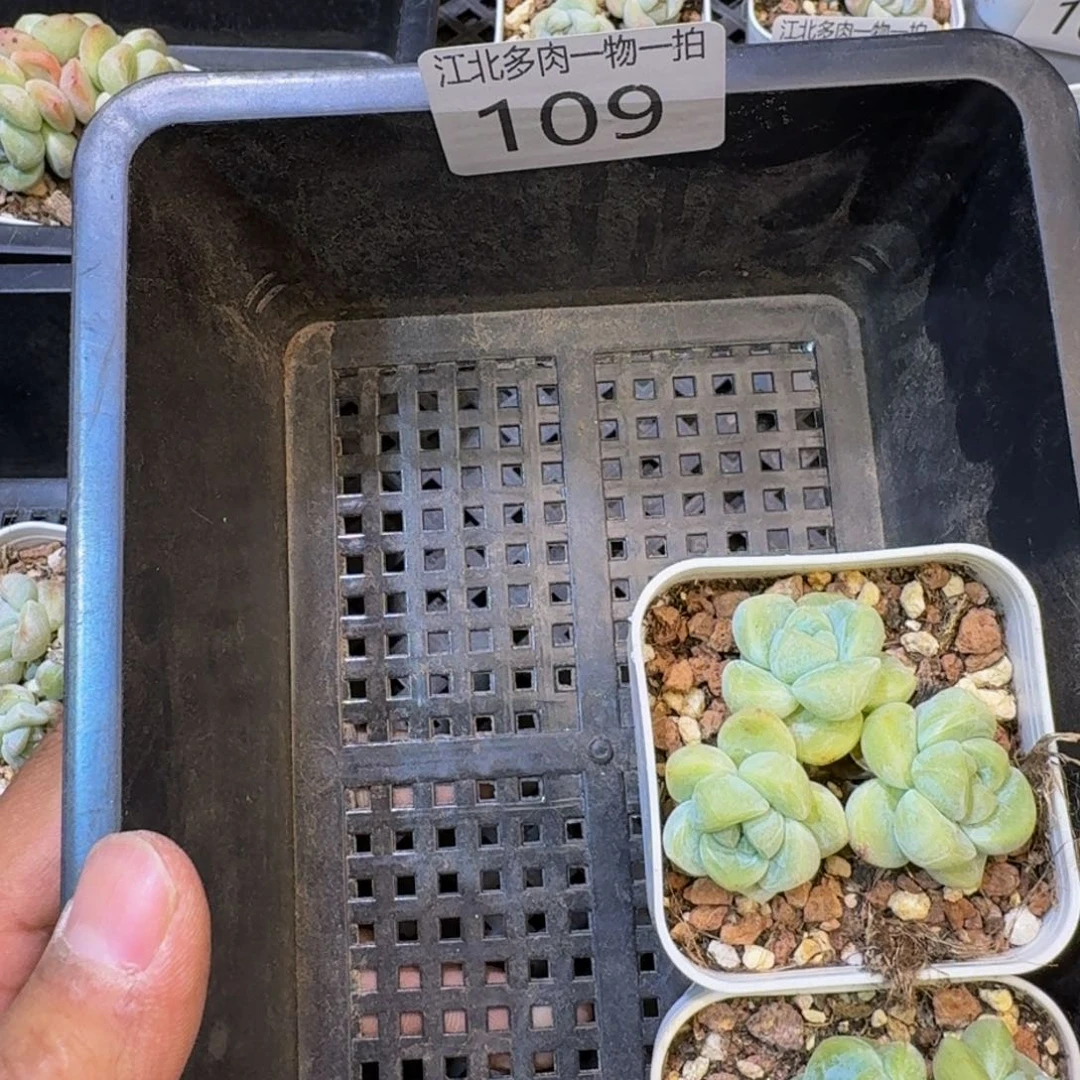 洋**片109 江北多肉一物一拍