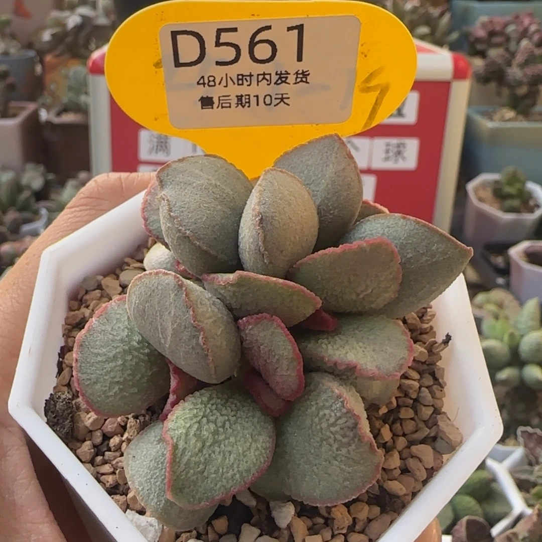 福利多肉。  。     561。