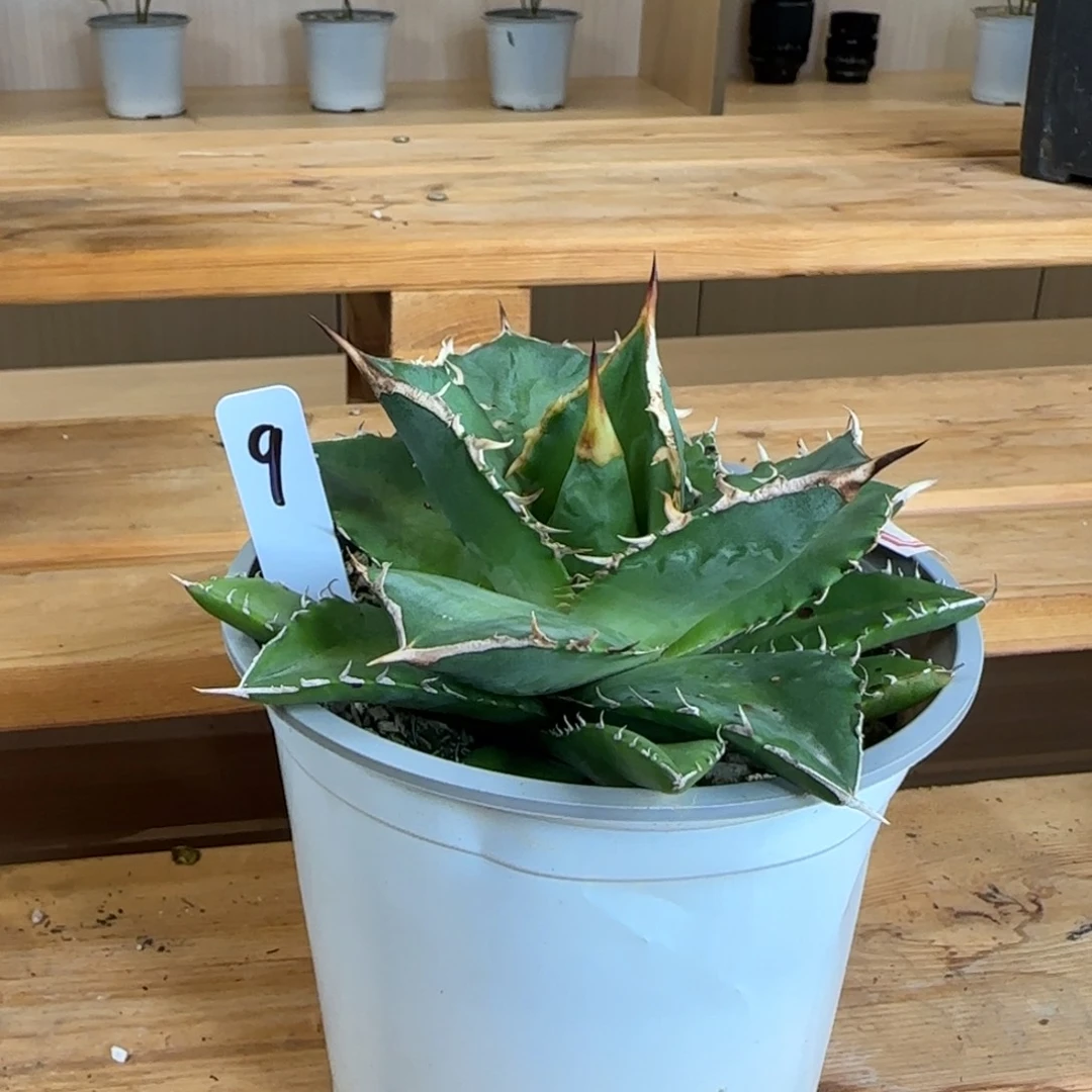 Agave oteroi 红猫仁王冠 优选 实生