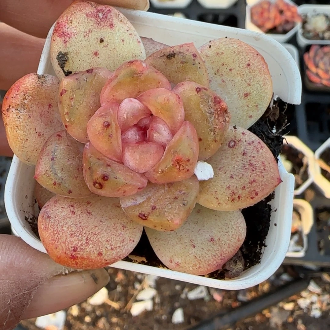 多肉小卡拉米糖心一物一拍