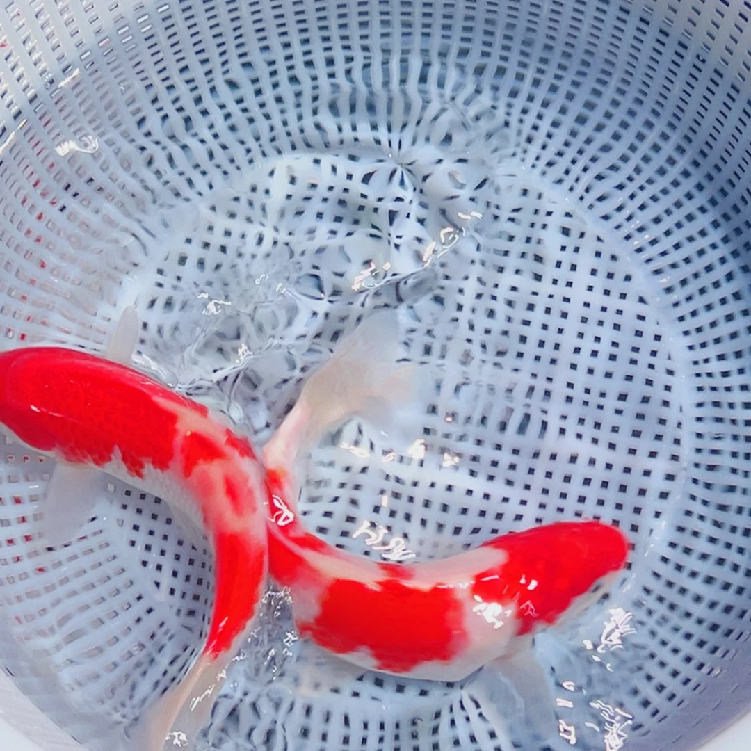 锦鲤锦鲤观赏鱼1111