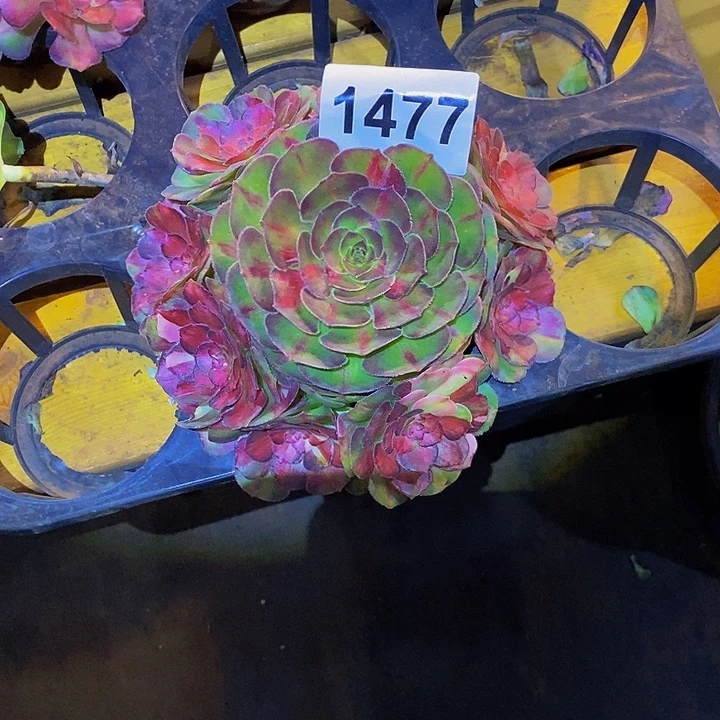 ༄***࿐1477多肉植物海王七彩