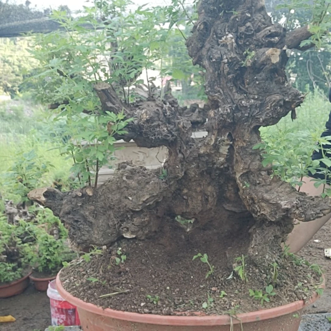 大***米当前无花栽培后可以开花