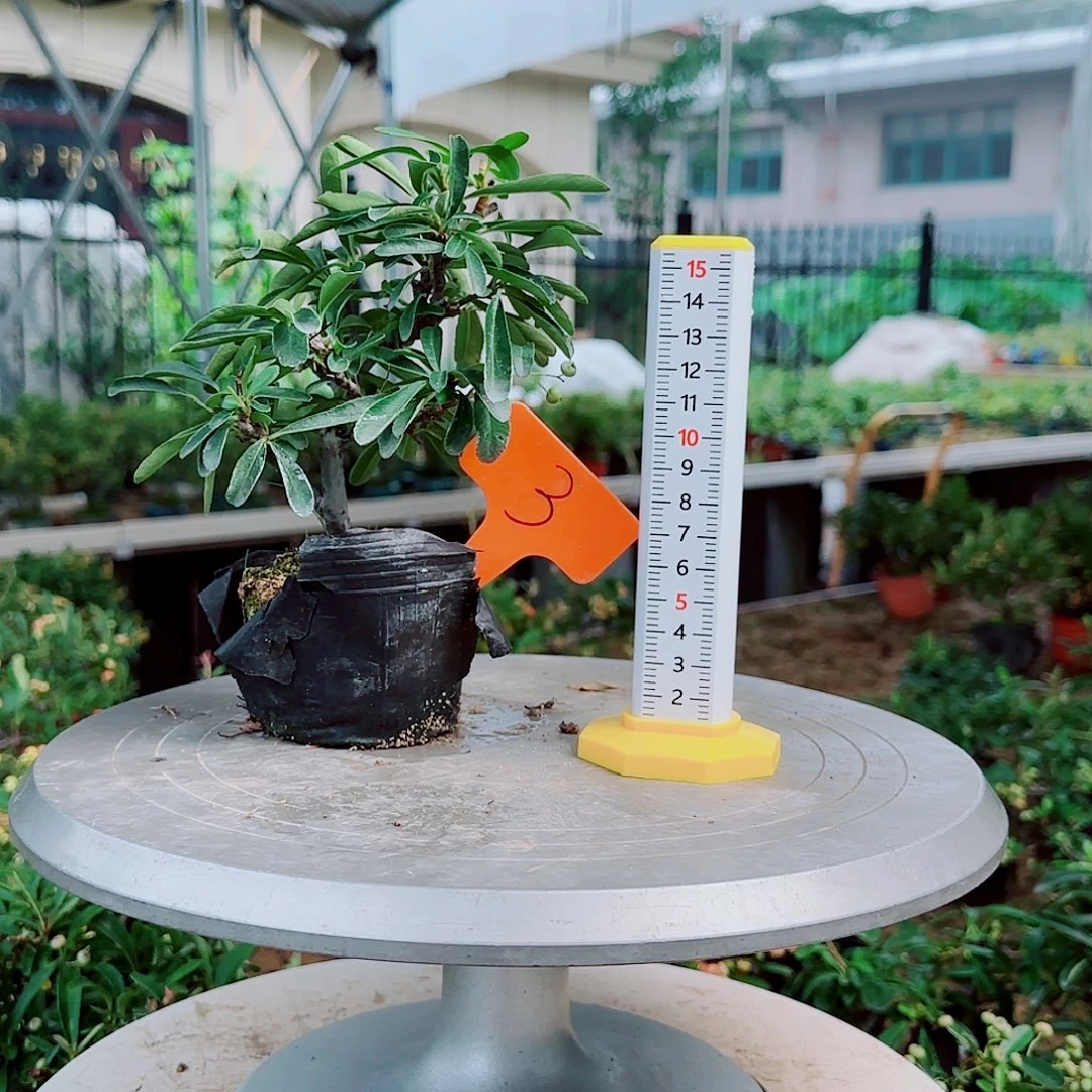 豆***鱼无花朵火棘吉祥果素材桩