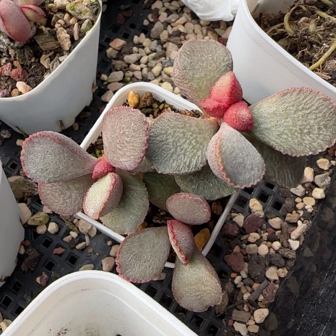900号水泡多肉植物