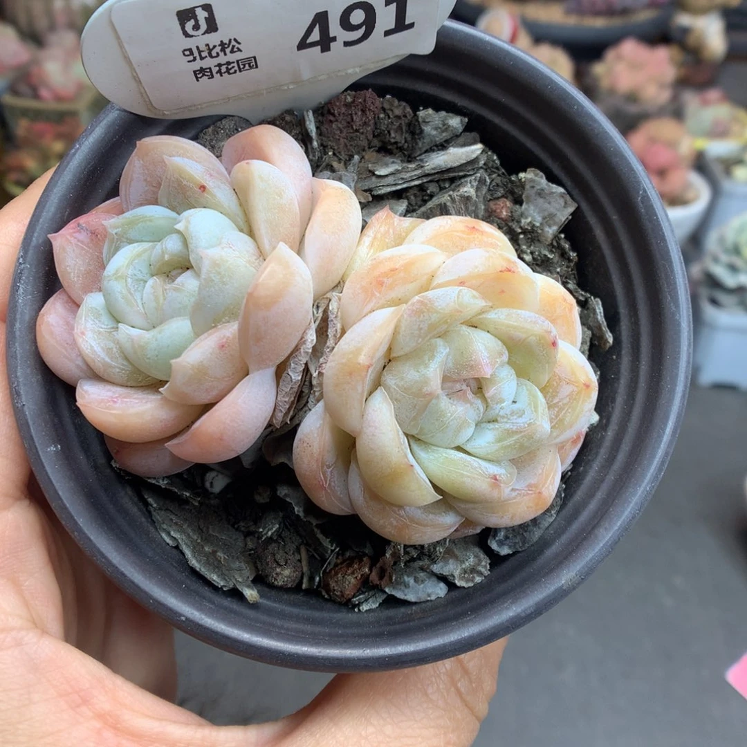 491双头胖虎多肉植物一物一拍