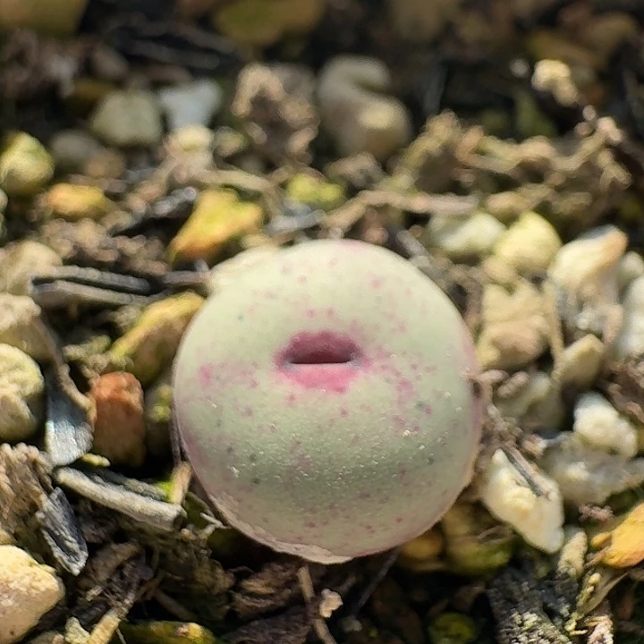 139 小红嘴肉锥。