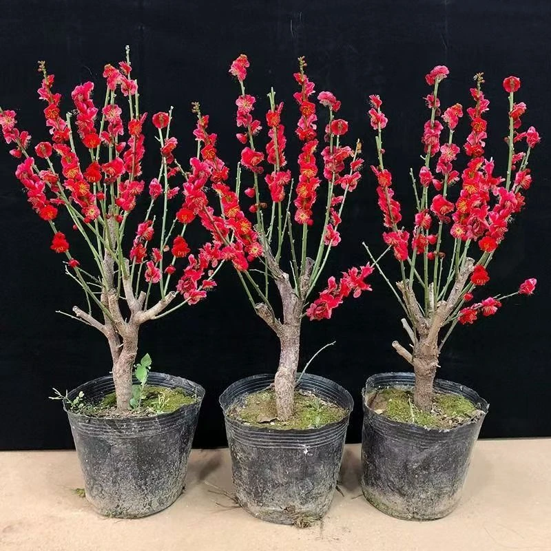 红梅老桩 阳台 庭院耐寒植物年宵花卉