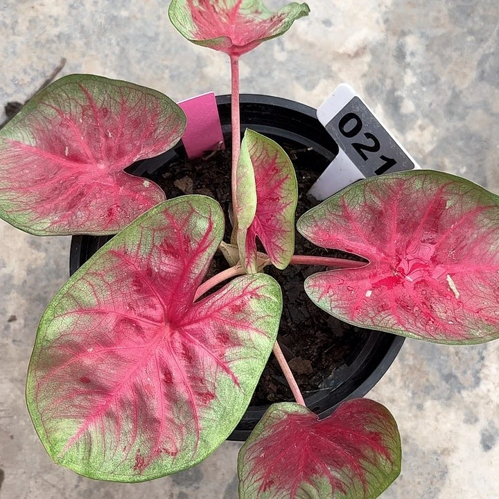 21-0208彩叶芋广东现货